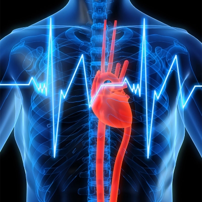 The Heart-Kidney Link: How your Heart and Kidneys are related